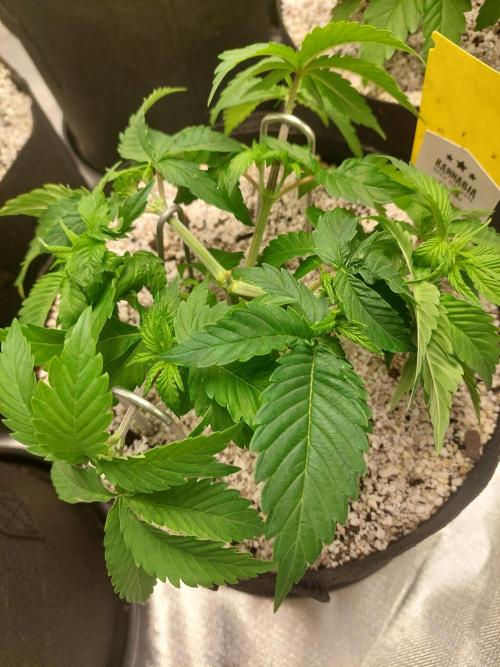 Sunset sherbet go fast. Week 6