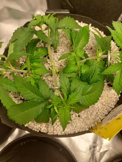 Oreoz USA. Week 6