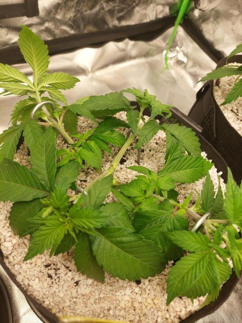 Oreoz USA. Week 6