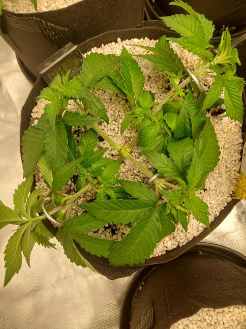 Oreoz USA. Week 6