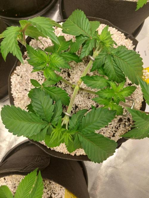 Oreoz USA. Week 6