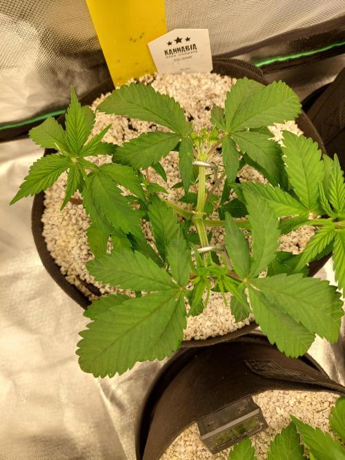 Terp and Tonic. Week 5