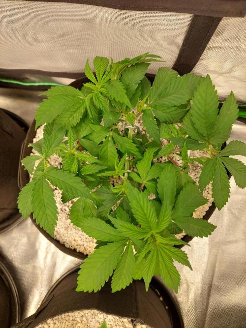 Terp and tonic. Week 5