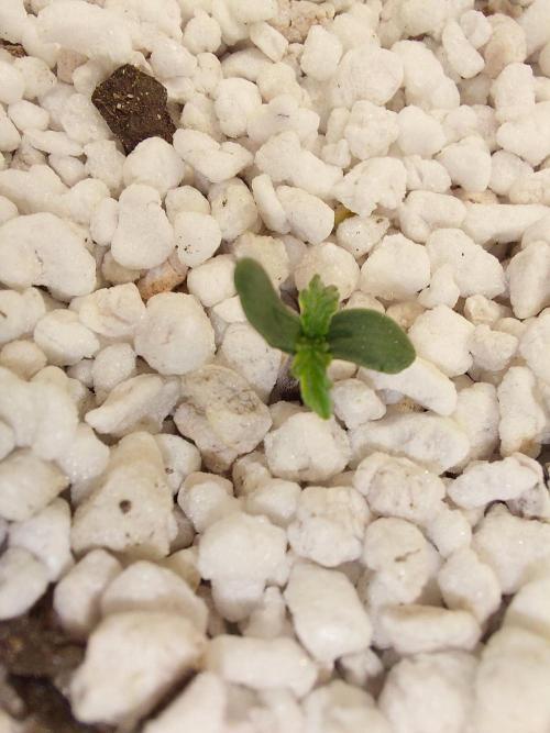 Blue Dream Automatic. Week 0