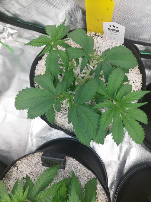Terp and Tonic. Week 5