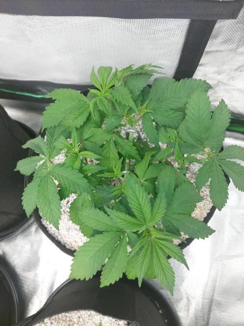 Terp and tonic. Week 5