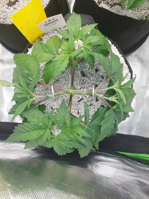 Rainbow sherbet 🌈. Week 5