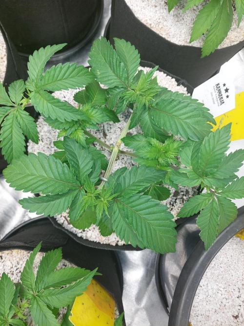 Oreoz USA. Week 6