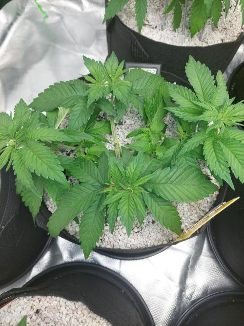 Oreoz USA. Week 6