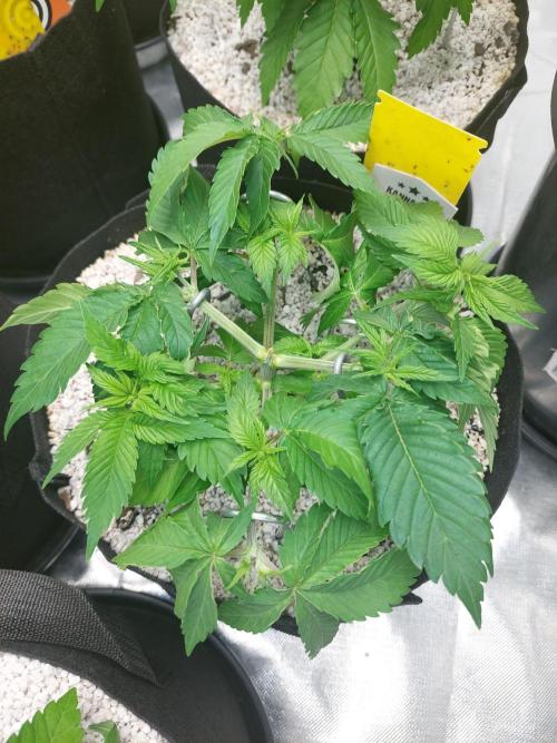 Sunset sherbet go fast. Week 6