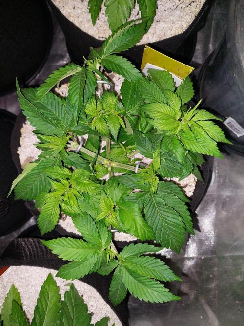 Sunset sherbet go fast. Week 6