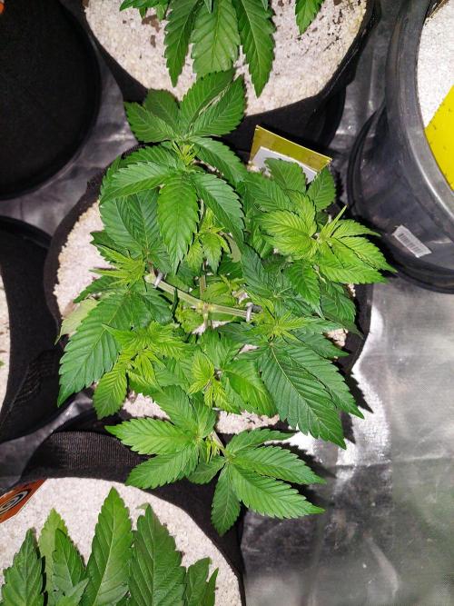 Sunset sherbet go fast. Week 6
