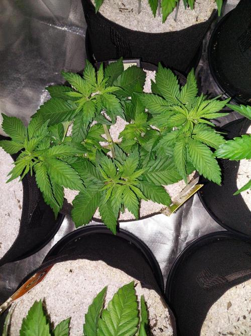 Oreoz USA. Week 6