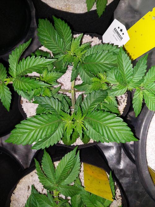Oreoz USA. Week 6