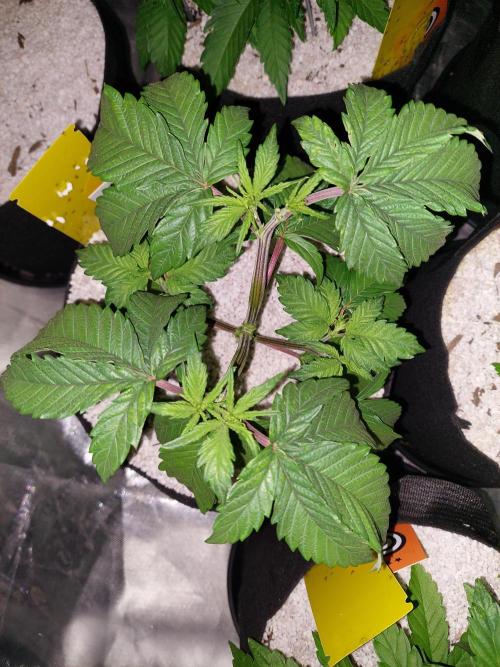 Rainbow sherbet 🌈. Week 5