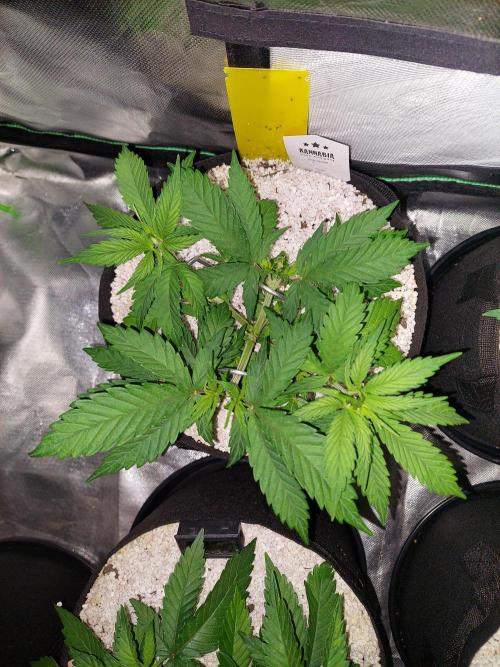 Terp and tonic. Week 5