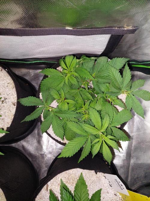 Terp and Tonic. Week 5
