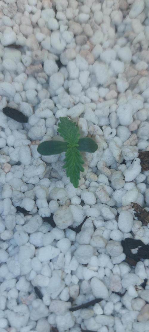 Blue dream automatic. Week 1