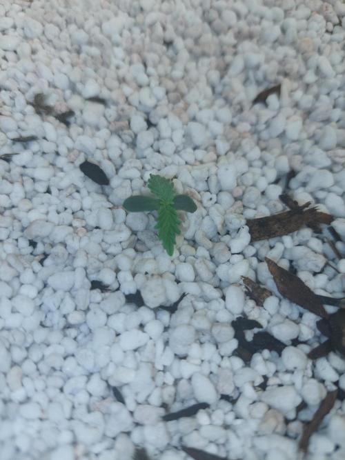 Blue Dream Automatic. Week 1