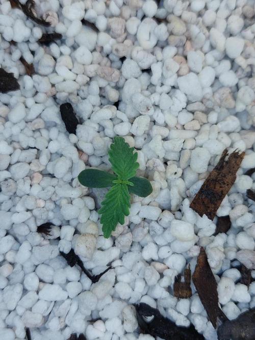 Blue Dream Automatic. Week 1