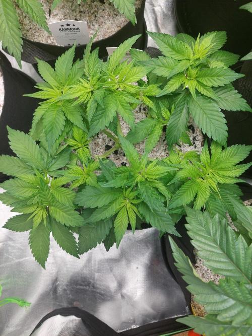 Sunset sherbet go fast. Week 7