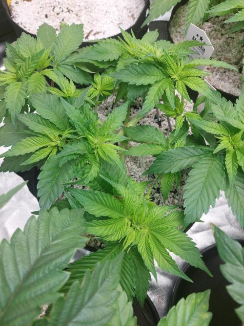Sunset sherbet go fast. Week 7