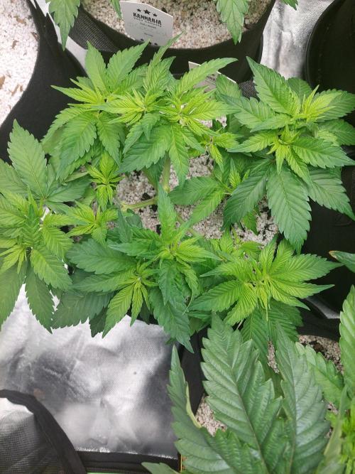 Sunset sherbet go fast. Week 7