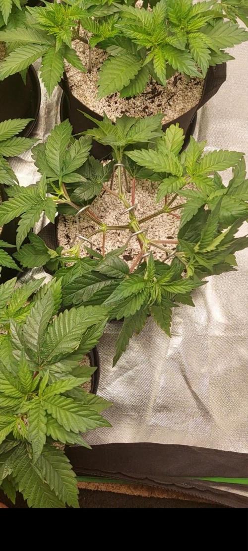 Rainbow sherbet 🌈. Week 6