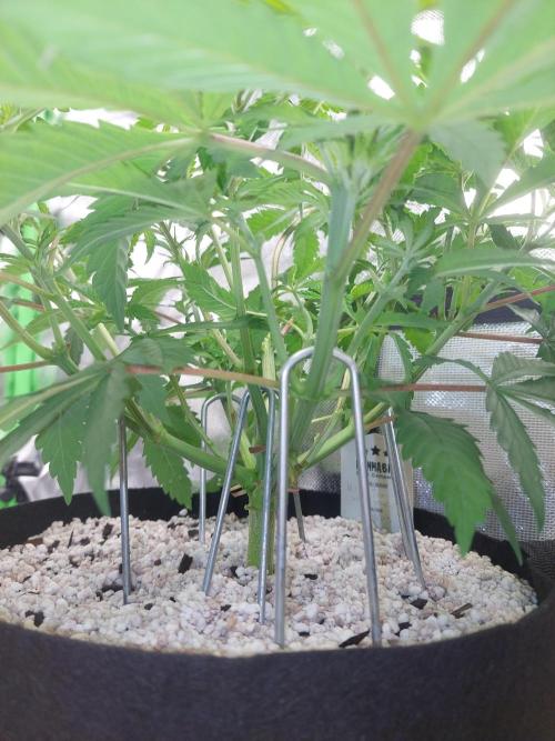 Terp and tonic. Week 6
