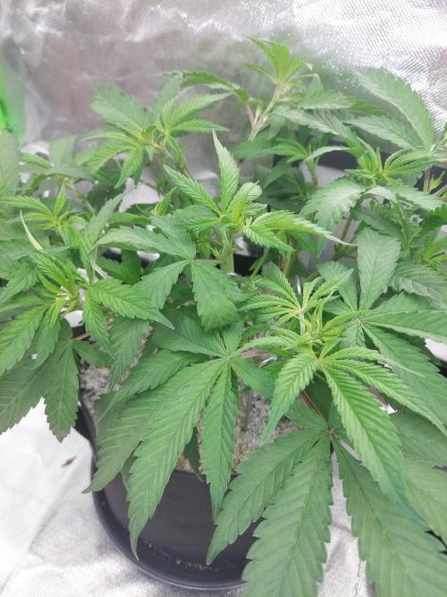 Terp and tonic. Week 6