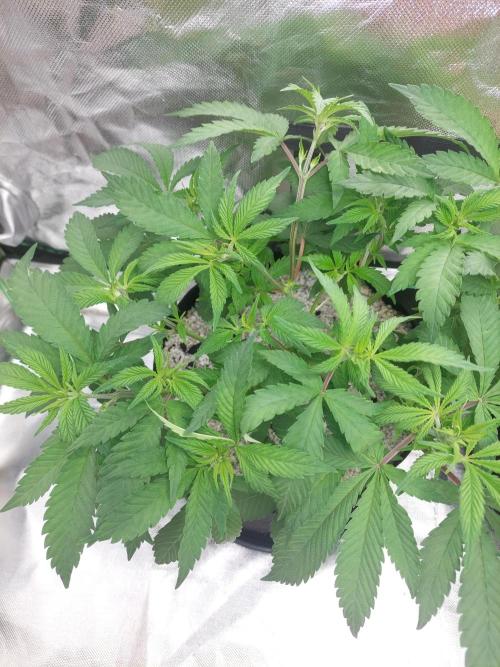 Terp and tonic. Week 6