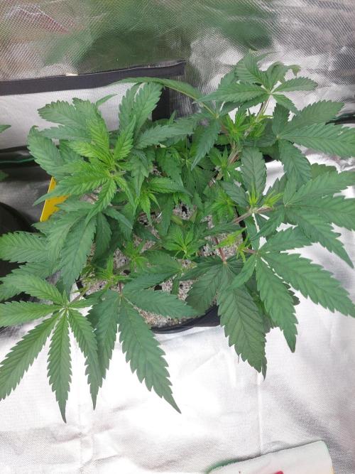 Terp and tonic. Week 6