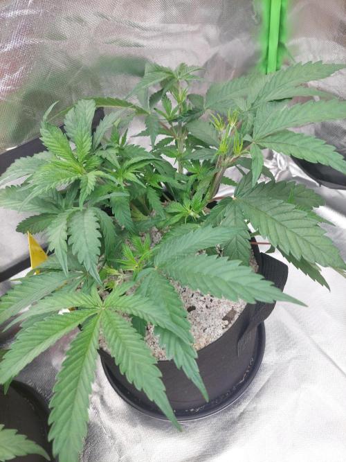 Terp and Tonic. Week 6