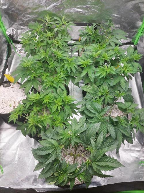 Terp and Tonic. Week 6