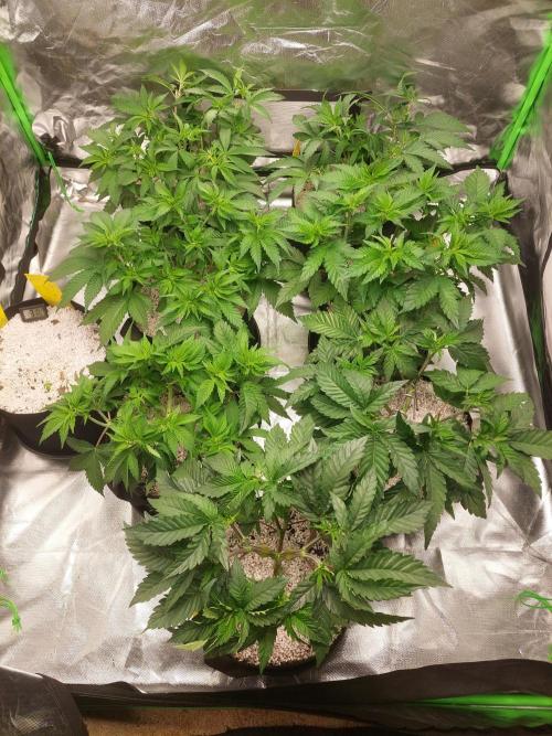 Oreoz USA. Week 7