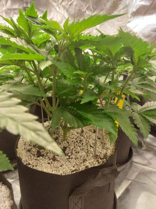 Oreoz USA. Week 7