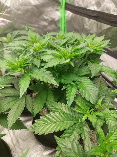 Oreoz USA. Week 7