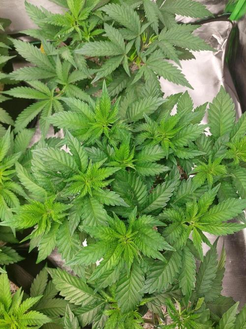 Oreoz USA. Week 7