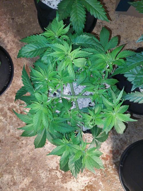 Sunset Sherbet Go Fast. Week 7