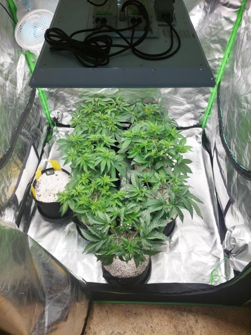 Terp and Tonic. Week 6