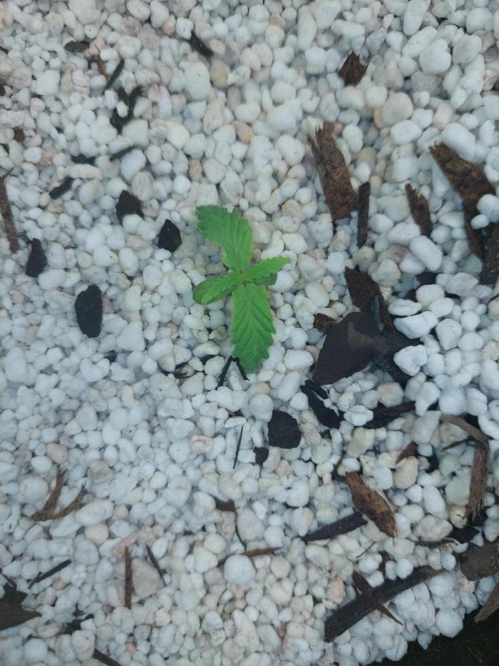 Blue dream automatic. Week 2