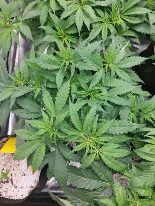 Terp and tonic. Week 7