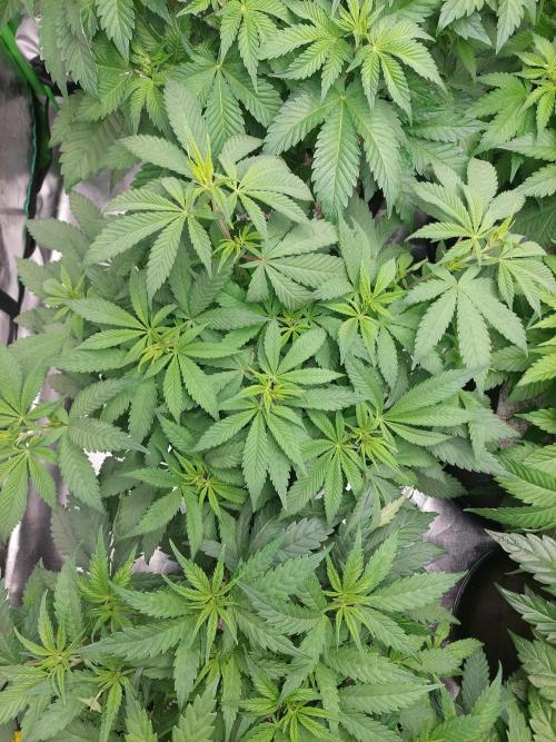 Terp and tonic. Week 7