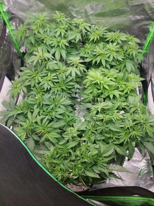 Terp and tonic. Week 7