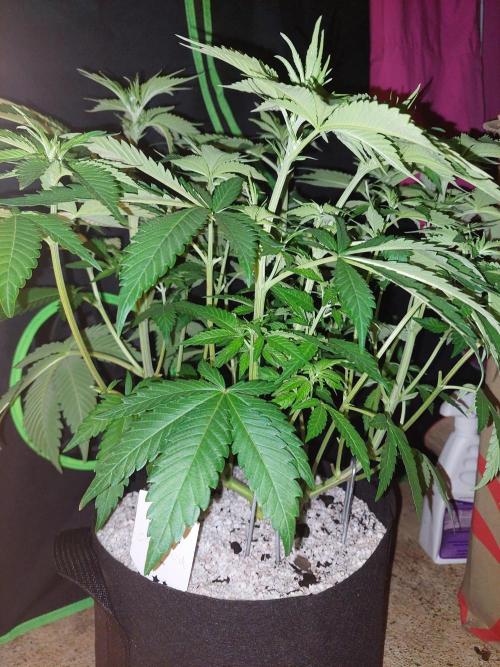 Oreoz USA. Week 8