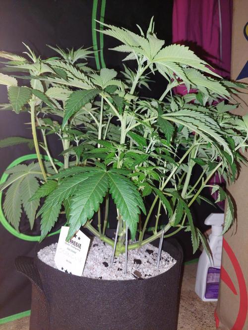 Oreoz USA. Week 8