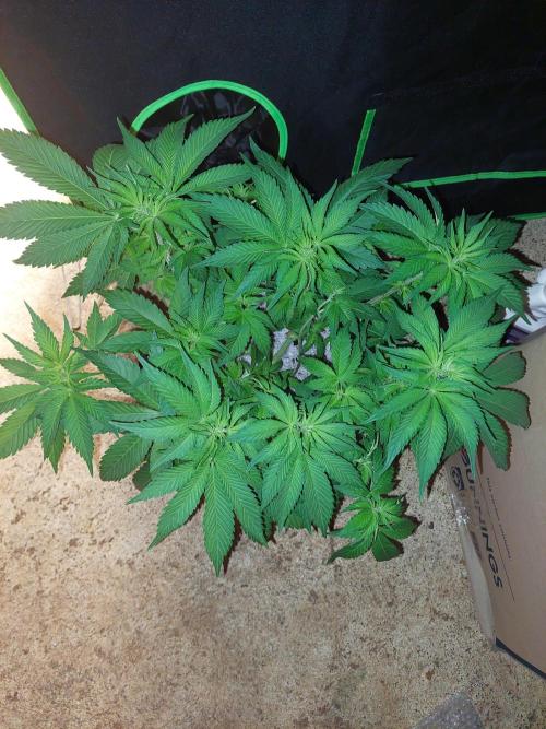 Oreoz USA. Week 8