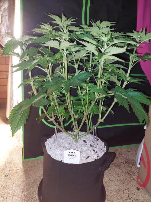 Oreoz USA. Week 8