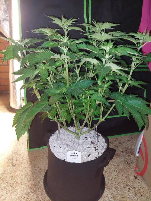 Oreoz USA. Week 8