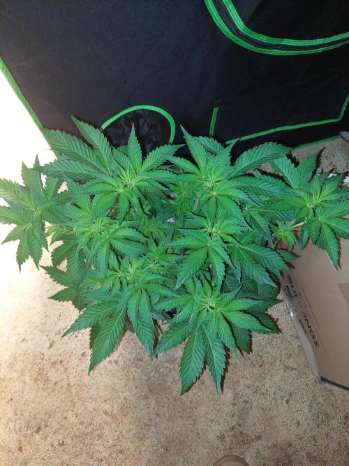 Oreoz USA. Week 8